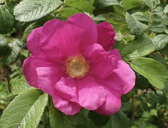 Rosa rugosa