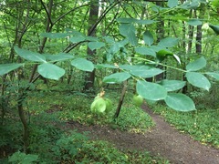 Staphylea pinnata