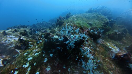 Macrorhynchia philippina observed 2026-10-04