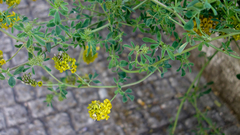 Medicago falcata