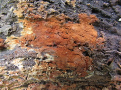 Botryobasidium simile