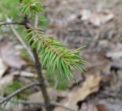 Picea abies