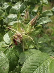Rosa rugosa