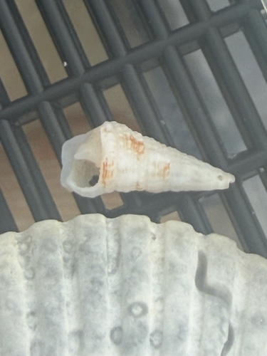Cerithium atratum observed 2026-10-04