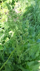Rumex confertus