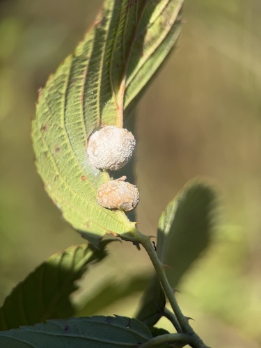 blackberry gall midge
