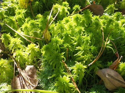 Sphagnum flexuosum observed 2026-09-30