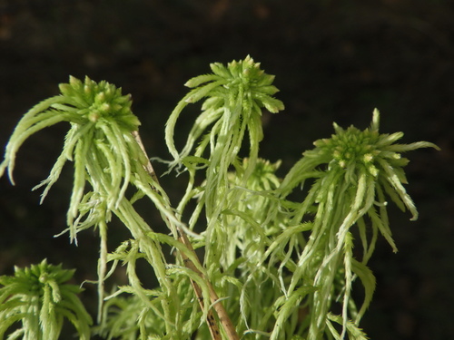 Sphagnum angustifolium observed 2026-09-30