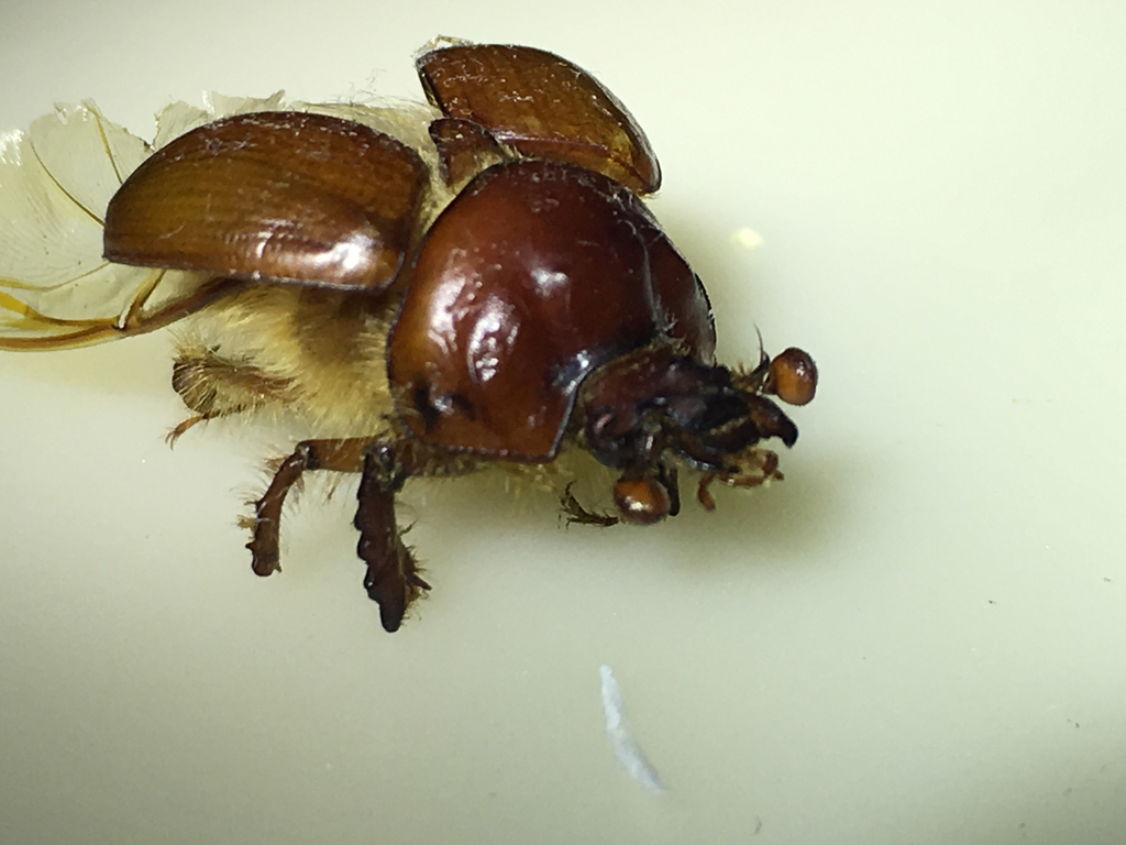 Regal Earth-boring Beetle
