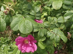 Rosa rugosa