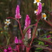 Celosia spicata - Photo (c) sunnetchan,  זכויות יוצרים חלקיות (CC BY-NC-SA), uploaded by sunnetchan