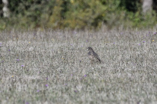 Common Buzzard