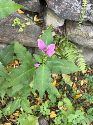 pink turtlehead