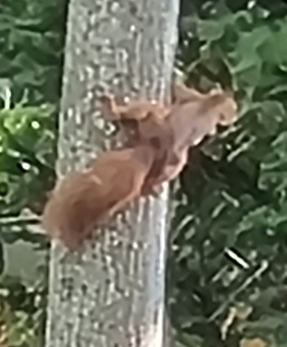 Eurasian Red Squirrel