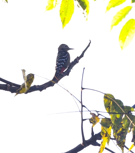 Dendrocopos macei observed 2026-10-03