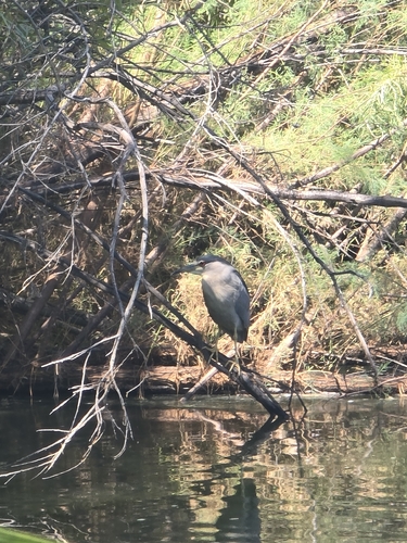 Black-crowned Night Heron