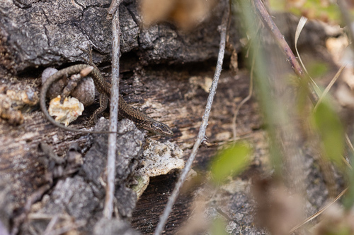 Common Wall Lizard