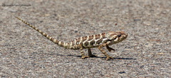 Chamaeleo monachus