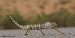 Chamaeleo monachus
