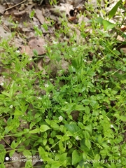 Moehringia trinervia