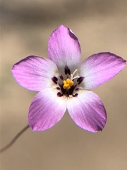 Linanthus orcuttii