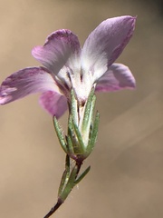 Linanthus orcuttii