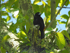 Ramphocelus flammigerus flammigerus