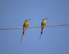 Merops viridissimus