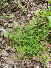 Moehringia trinervia