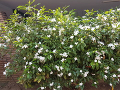 Halimolobos whitedii