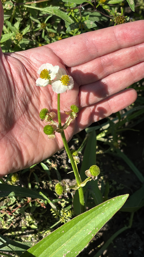 Sagittaria brevirostra, 2026-10-04
