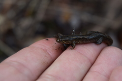 Desmognathus fuscus