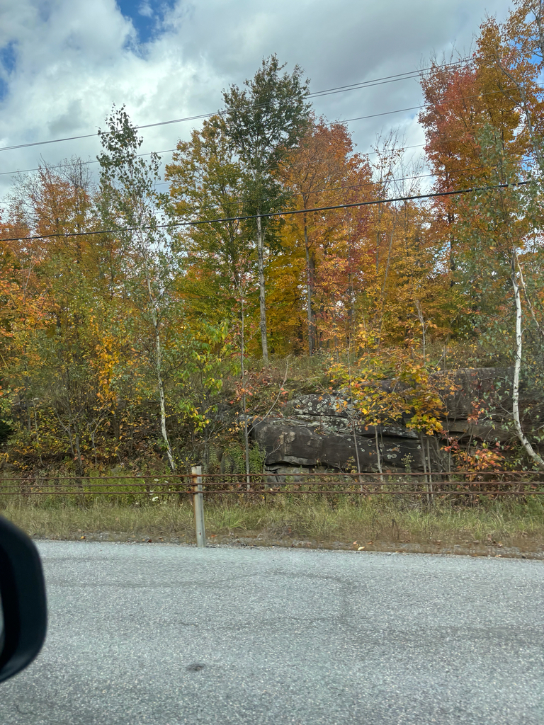 A roadside slope of maples and birches in orange, red and yellow, with a few trees still green.