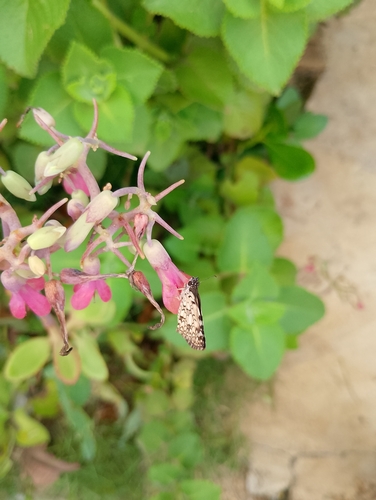 Orcus Checkered-Skipper