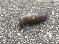 Gastropoda