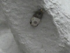 Notocelia cynosbatella