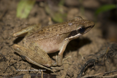 Indosylvirana nicobariensis