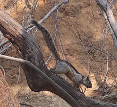 Sciurus variegatoides