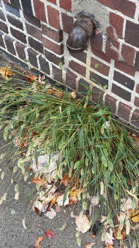 Green Bristle Grass