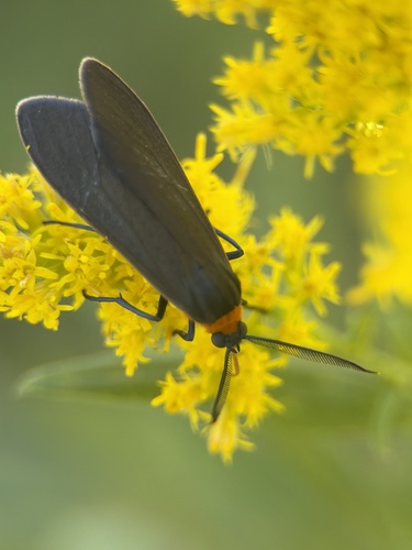 Yellow-collared Scape Moth