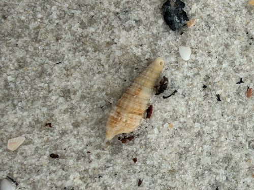 Cerithium atratum observed 2026-10-04