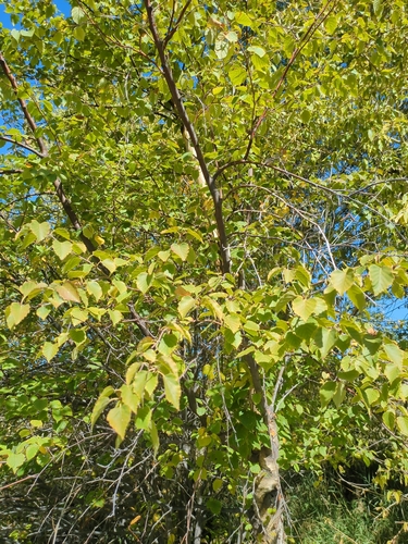 Betula microphylla, 2026-10-04