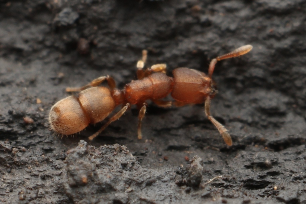 Bazboltonia microps