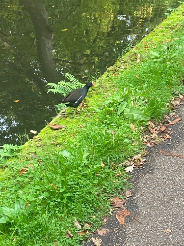Eurasian Moorhen