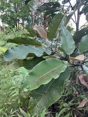 Dillenia ferruginea