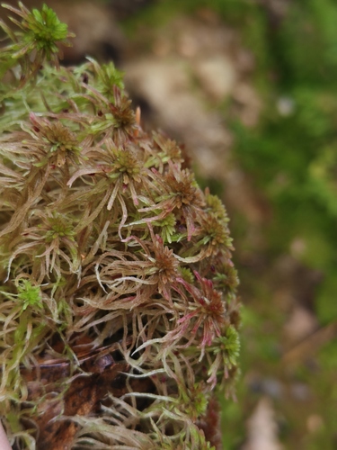 Sphagnum warnstorfii observed 2026-10-03