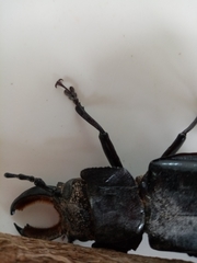 Mallodon chevrolatii