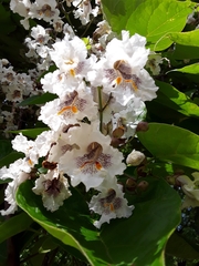 Catalpa