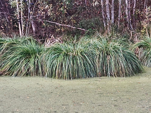 Carex paniculata observed 2026-10-03