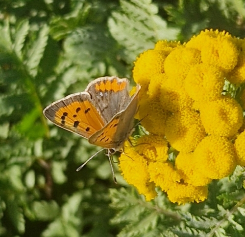 Small Copper